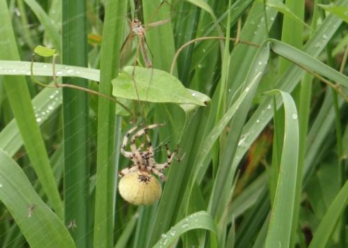 Araneus quadratus