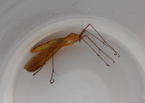 Réf. 109 196 : Bittacus italicus