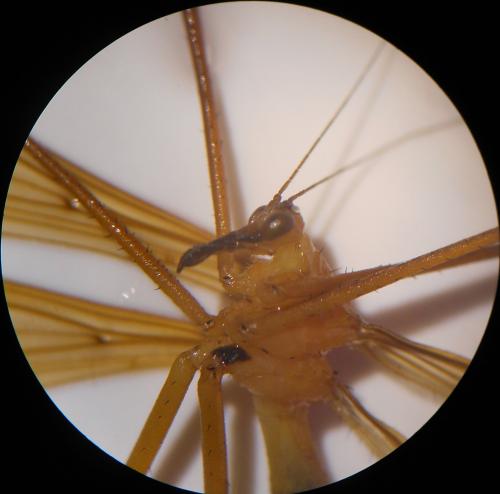 Réf. 109 195 : Bittacus italicus