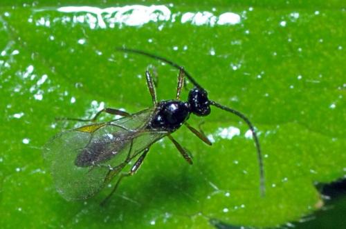 Réf. 109 839 : Aphidiinae inconnu