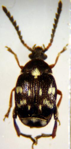 Bruchidius rubiginosus