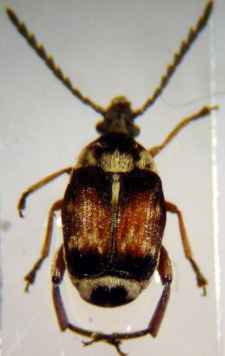 Bruchidius rubiginosus