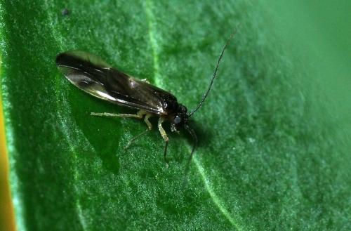 Caecilius fuscopterus