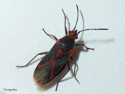 Réf. 109 144 : Caenocoris nerii