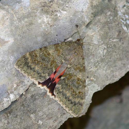 Réf. 109 697 : Catocala elocata