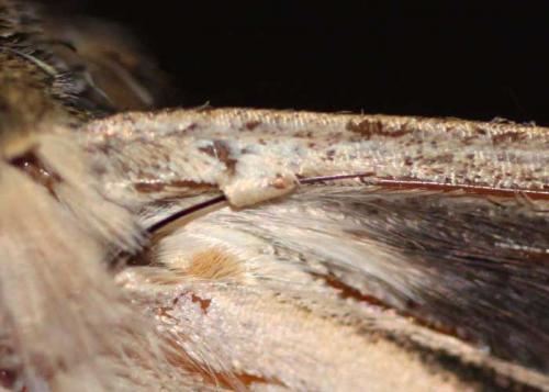 Catocala elocata