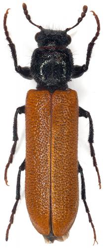 Réf. 109 560 : Psoa dubia