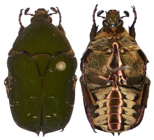 Réf. 109 251 : Protaetia hageni