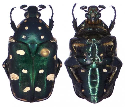 Protaetia wiebesi
