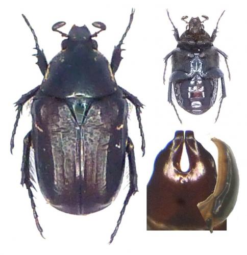 Aethiessa floralis