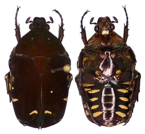 Protaetia ferruginea