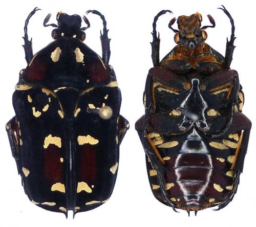 Réf. 109 293 : Protaetia bremei