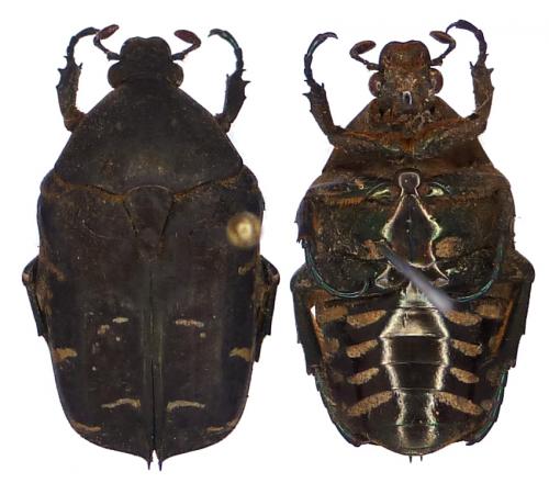 Réf. 109 354 : Protaetia anovittata