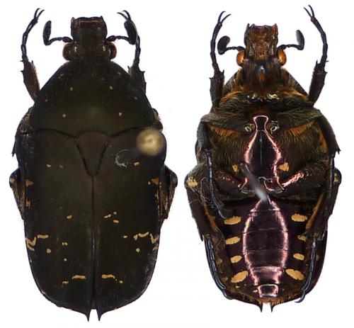 Réf. 109 356 : Protaetia pseudohageni