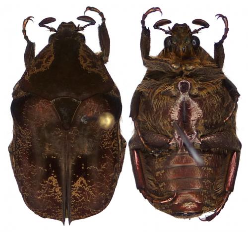 Réf. 109 400 : Protaetia obscurella
