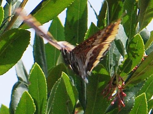 Charaxes jasius