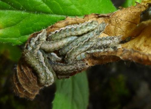 Naenia typica