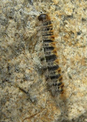 Thaumetopoea pityocampa