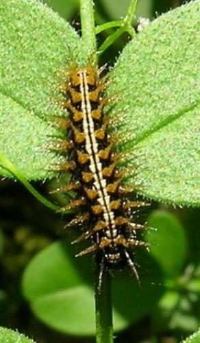 Argynnis paphia