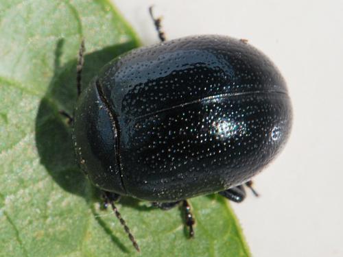 Réf. 109 760 : Chrysolina haemoptera