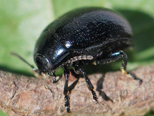 Réf. 109 761 : Chrysolina haemoptera