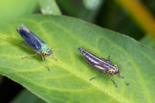 Cicadella viridis