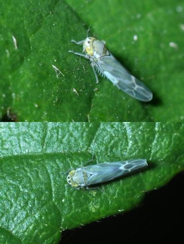 Réf. 109 490 : Frutioidia bisignata