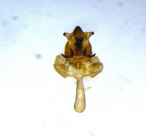 Cilix hispanica
