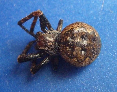 Réf. 109 783 : Nuctenea umbratica
