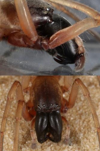 Réf. 109 907 : Clubiona phragmitis