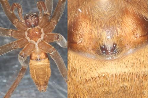 Dolomedes fimbriatus