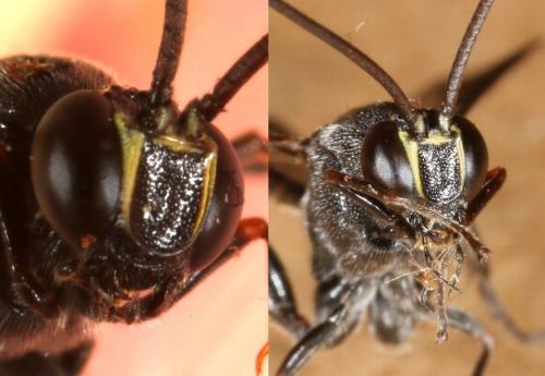 Metopius sp.