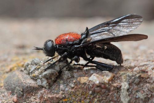 Réf. 109 282 : Clitellaria ephippium