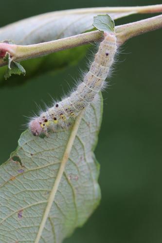 Réf. 109 616 : Clostera curtula