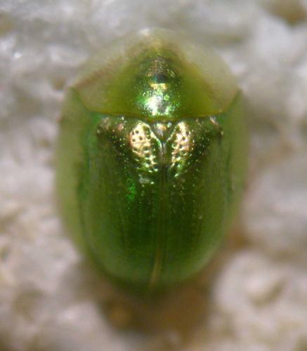 Réf. 109 551 : Cassida margaritacea