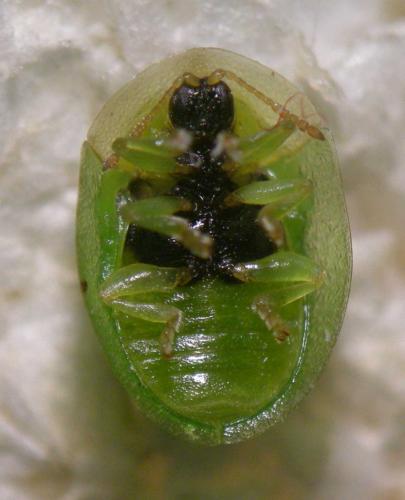 Réf. 109 552 : Cassida margaritacea