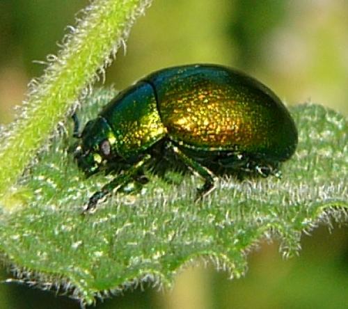 Chrysolina herbacea