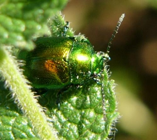 Chrysolina herbacea