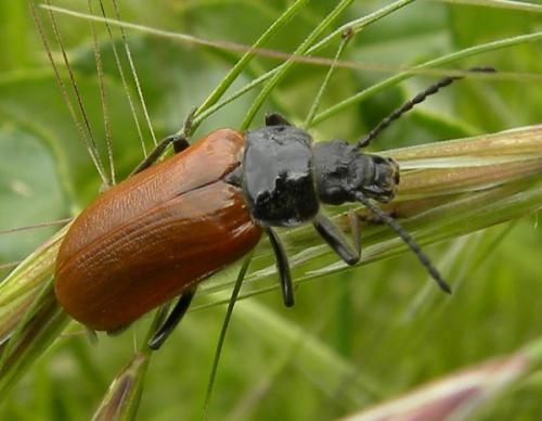 Omophlus lepturoides