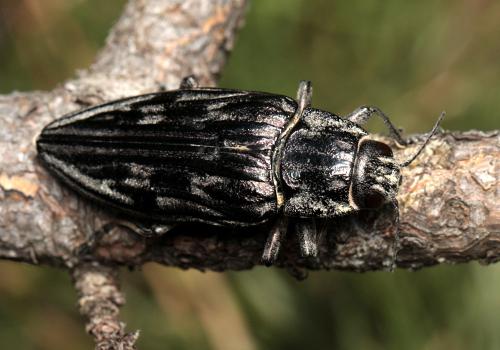 Chalcophora intermedia