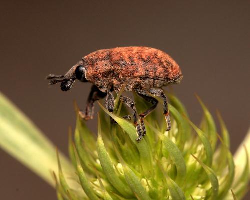 Larinus obtusus