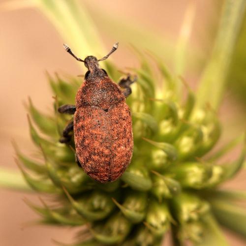 Larinus obtusus