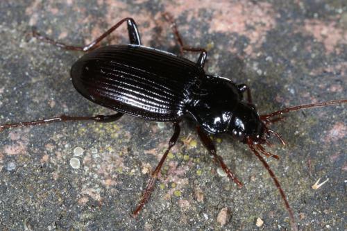 Réf. 109 968 : Nebria brevicollis