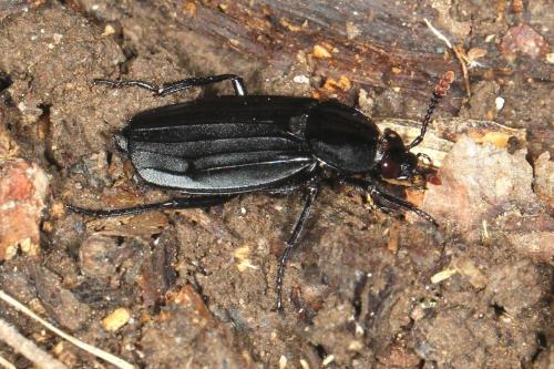 Réf. 109 430 : Necrodes littoralis