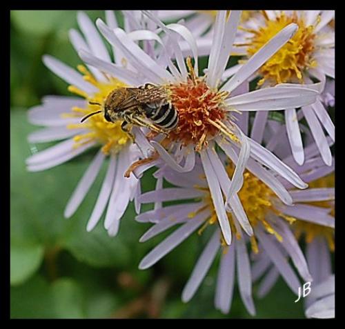 Colletes sp.