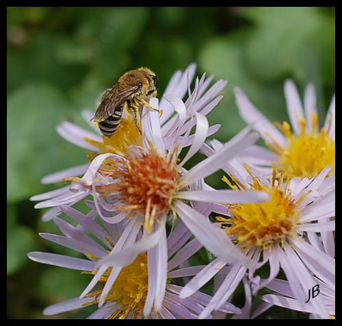 Colletes sp.