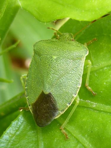 Palomena prasina