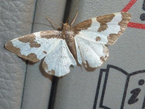 Réf. 109 825 : Lomaspilis marginata