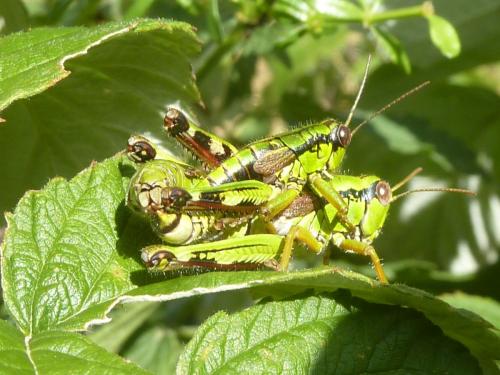 Miramella alpina subalpina