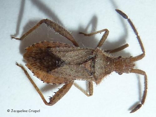 Réf. 109 146 : Coriomeris sp.